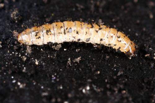 Réf. 297 675 : Biphyllus lunatus